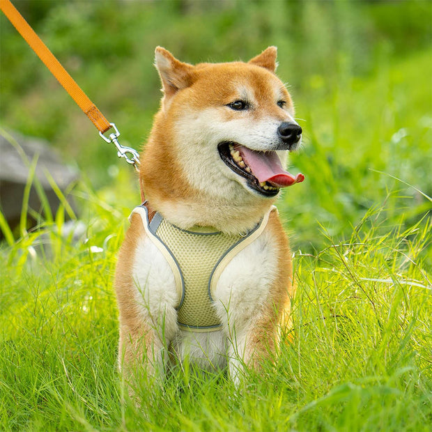 Reflektierendes Hundegeschirr Mit Leine Bequem Atmungsaktiv Sicher